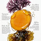 Sea Moss Wrapping Mask with Turmeric & Kojic Acid